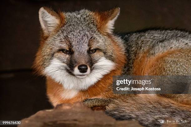 gray fox - raposa cinza - fotografias e filmes do acervo