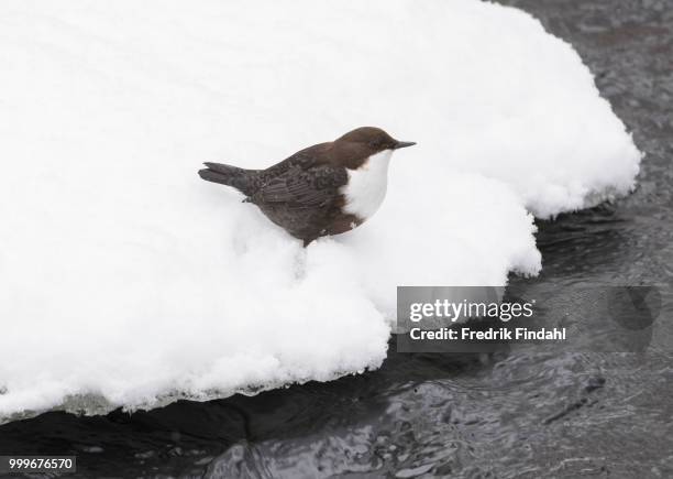 whitethroated dipper strmstare o - cinclus cinclus stock pictures, royalty-free photos & images