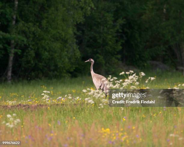 crane trana o - antigone stock pictures, royalty-free photos & images