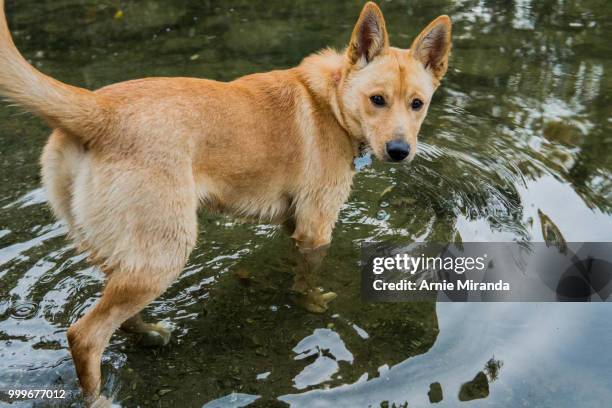 shiny at john mclaren park. - arnie stock pictures, royalty-free photos & images