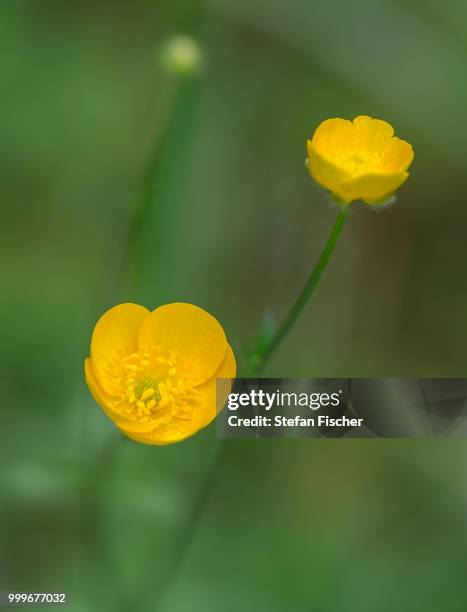 common buttercup - fischer stock pictures, royalty-free photos & images