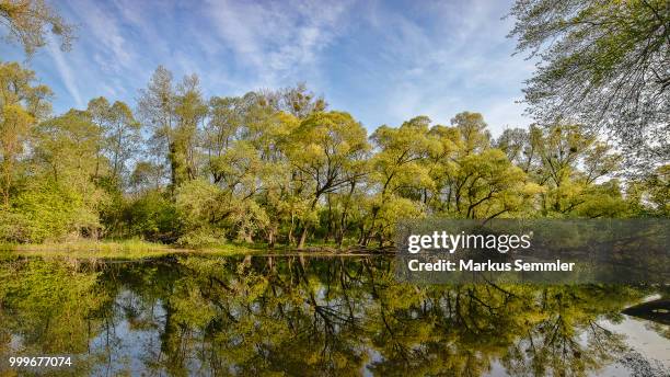 backwater reflections - backwater stock pictures, royalty-free photos & images