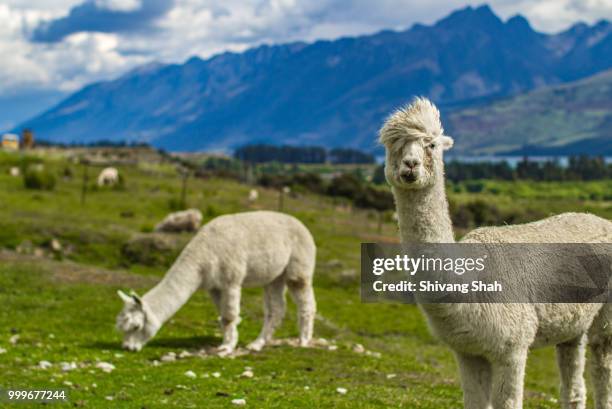 glenorchy, new zealand - alpaka stock-fotos und bilder