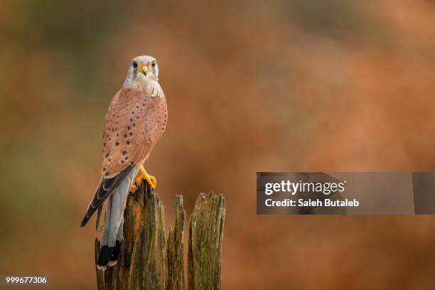 common kestrel - czech hunters 個照片及圖片檔