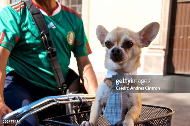 chihuahua - andres stock pictures, royalty-free photos & images