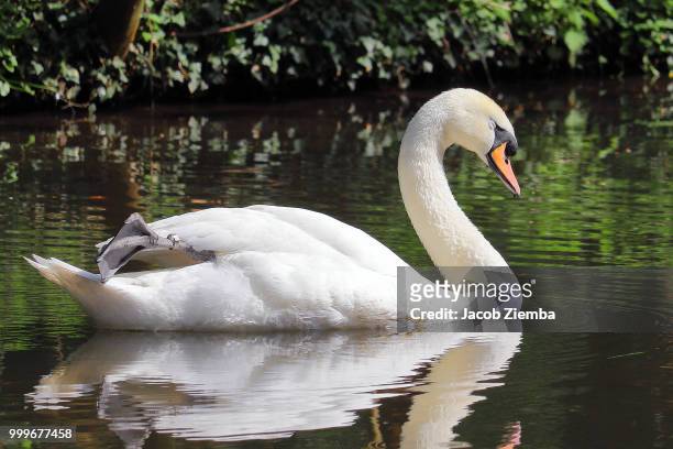 swan - swan imagens e fotografias de stock