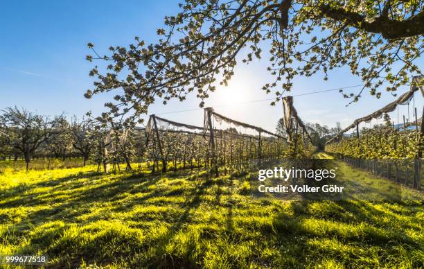 actual apple tree blossom in this springtime - actual stock-fotos und bilder