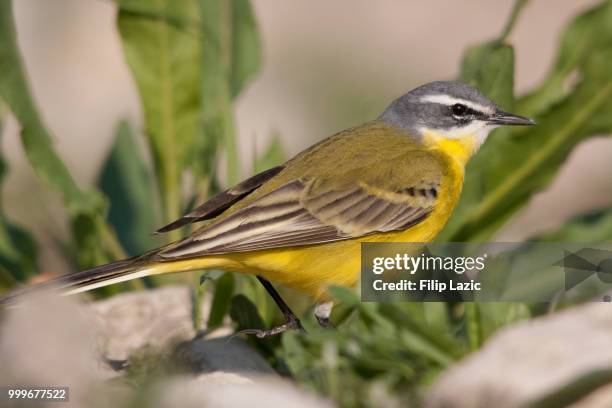 yellow wagtail - wagtail stock pictures, royalty-free photos & images