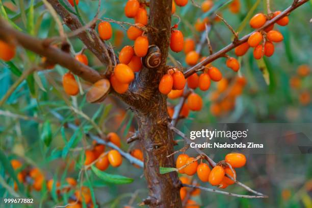 orange sea buckthorn berries on the bushes, sea buckthorn - buckthorn stock pictures, royalty-free photos & images