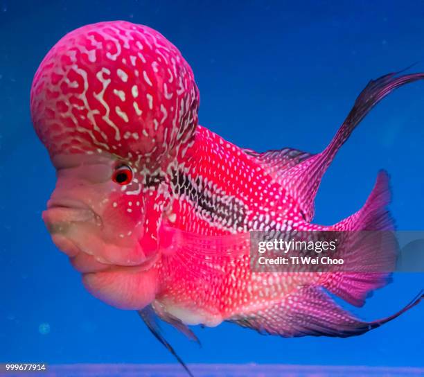 flowerhon fish - coral hind stock pictures, royalty-free photos & images