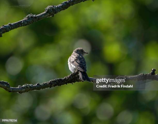 spotted flycatcher gr flugsnappare o - spotted flycatcher stock pictures, royalty-free photos & images