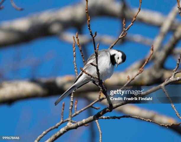 white wagtail sdesrla o - wagtail stock pictures, royalty-free photos & images