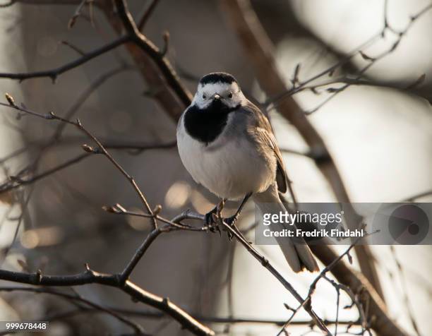 white wagtail sdesrla o - wagtail stock pictures, royalty-free photos & images