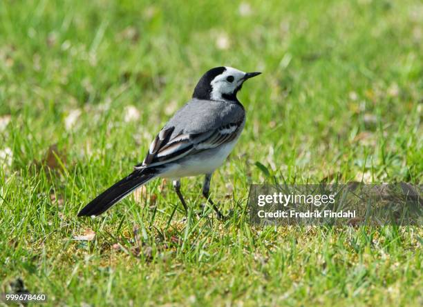 white wagtail sdesrla o - wagtail stock pictures, royalty-free photos & images