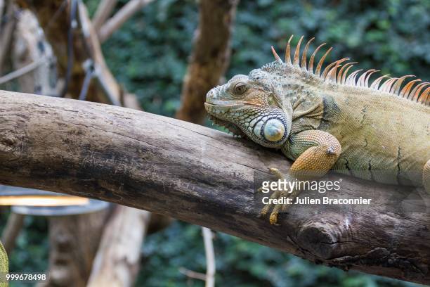 vincennes - iguana in the zoo - vincennes stockfoto's en -beelden