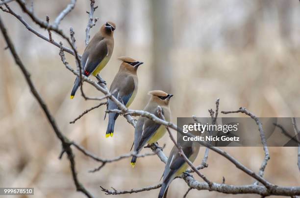 cedar waxwing quartet - cedar stock pictures, royalty-free photos & images