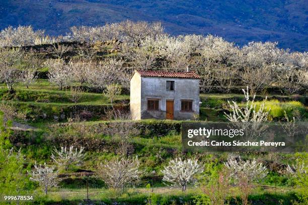 rural countryside landscape in valle del jerte valley in extremadura in spain - jerte fotografías e imágenes de stock