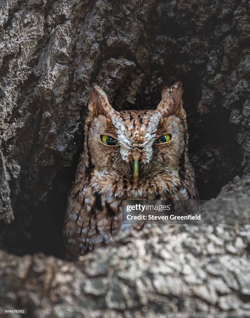 Eastern Screech Owl