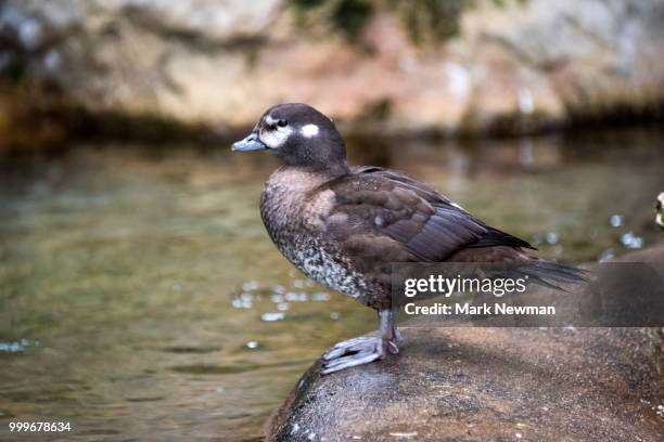 harlequin duck - struik stock pictures, royalty-free photos & images