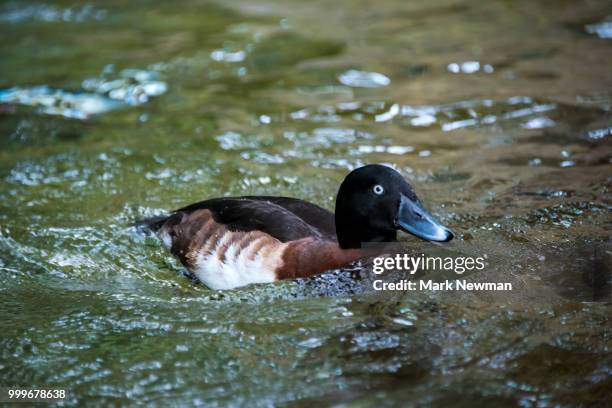 baer's pochard - see lake waterfowl stock-fotos und bilder