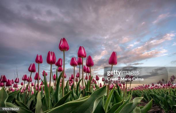 dutch tulips - mario calma stockfoto's en -beelden