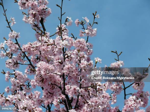 blooming sakura in a spring - sakura photos et images de collection