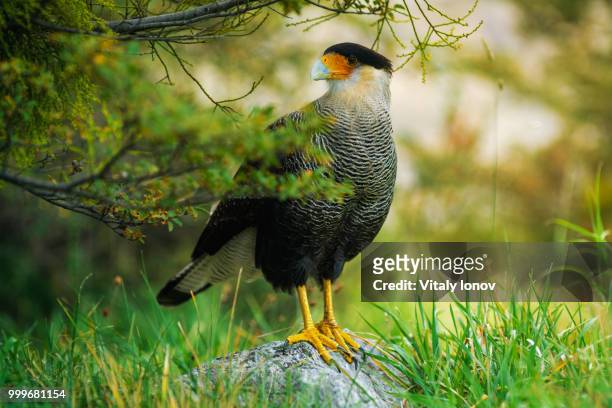 bird of the caracara in the torres del paine national park. autumn in patagonia, the chilean side - caricari fotografías e imágenes de stock