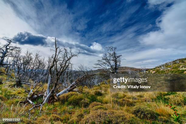 view of the valley and faded trees in the torres del paine national park on a cloudy day. autumn... - torres stock pictures, royalty-free photos & images