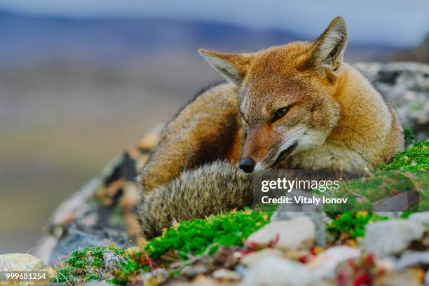 red fox in the torres del paine national park. autumn in patagonia, the chilean side - graufuchs stock-fotos und bilder