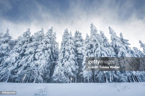 snow covered trees, black forest, germany - tobias weber stock pictures, royalty-free photos & images