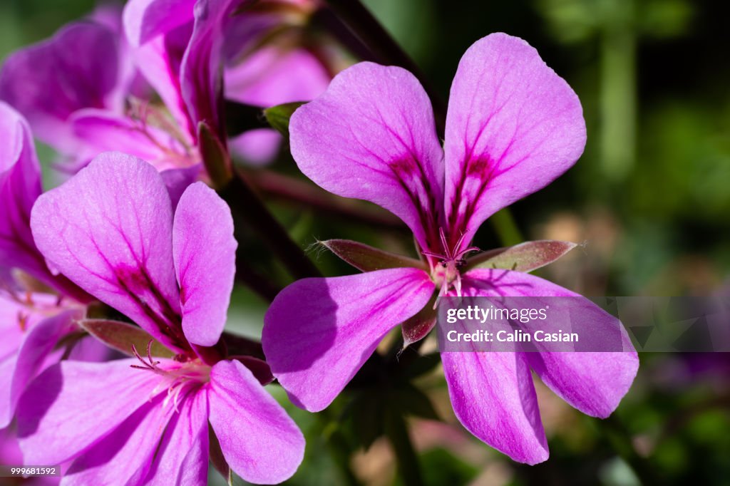 Macro