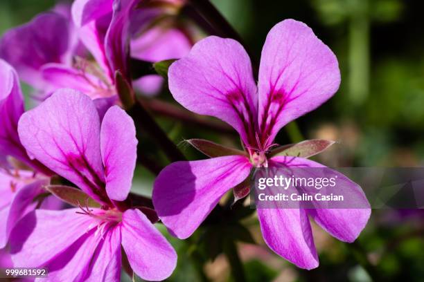 macro - vandaceous stockfoto's en -beelden