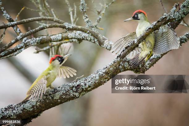 trouble - barbet photos et images de collection