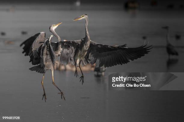 grey heron dance - olsen stock pictures, royalty-free photos & images