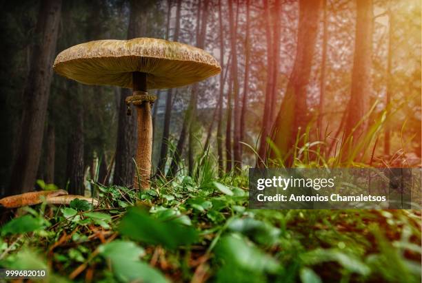 mushroom in the forest - close up of muhroom growing outdoors stock pictures, royalty-free photos & images