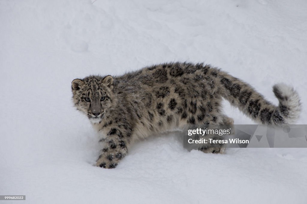 Snow Leopard Cub