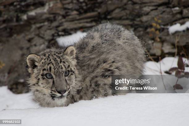snow leopard cub - snow leopard cub stock pictures, royalty-free photos & images