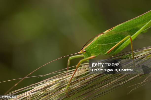 bush cricket.. - raj stock pictures, royalty-free photos & images