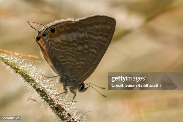 zebra blue and the dew - raj stock pictures, royalty-free photos & images