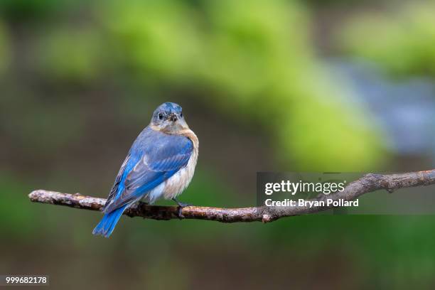 eastern bluebird - eastern bluebird fotografías e imágenes de stock