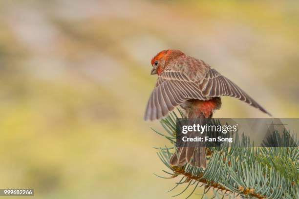 house finch - house finch stockfoto's en -beelden