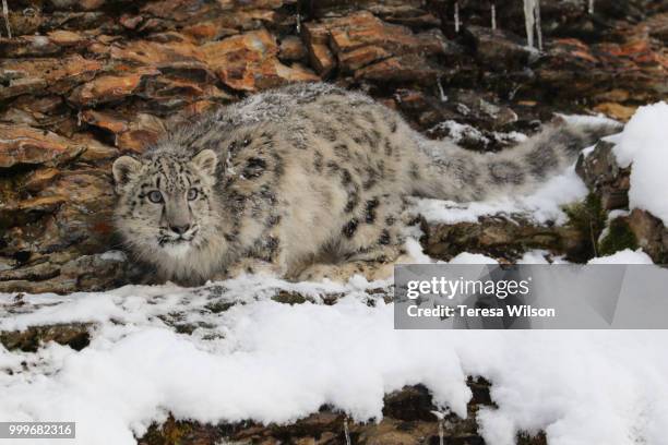 snow loepard cub - snow leopard print stock pictures, royalty-free photos & images