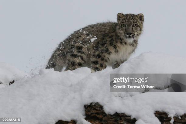 snow leopard cub - snow leopard cub stock pictures, royalty-free photos & images