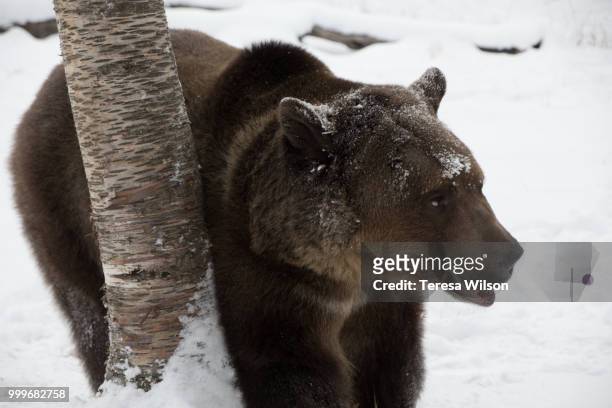 grizzly bear - grizzly bear stock-fotos und bilder