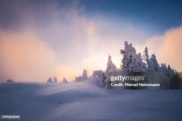 winter's dream - marcel stock pictures, royalty-free photos & images