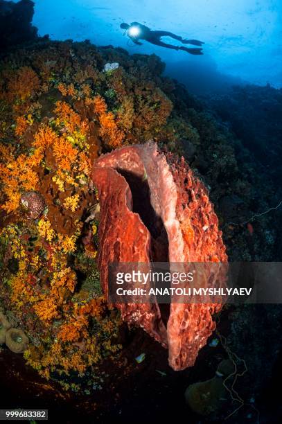 diver behind giant barrel sponge - taucherperspektive stock-fotos und bilder