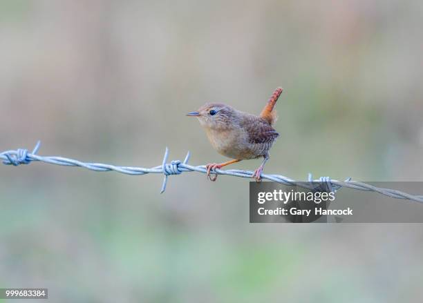 wren - gary hancock stock-fotos und bilder