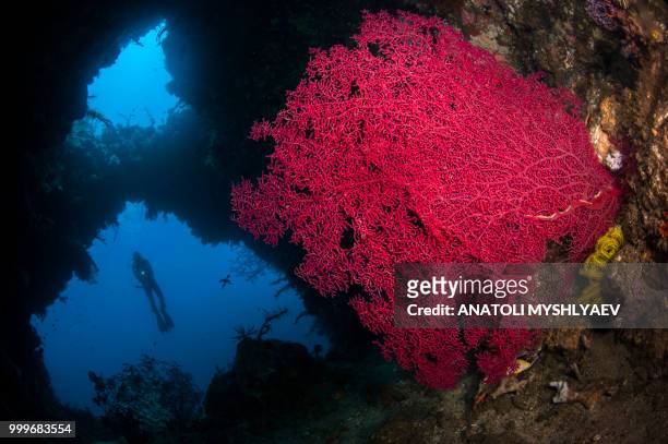 coral cavern - taucherperspektive stock-fotos und bilder