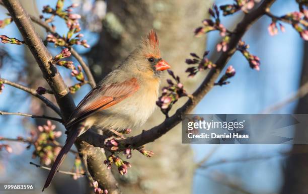 female northern cardinal in budding cherry - haas stock-fotos und bilder