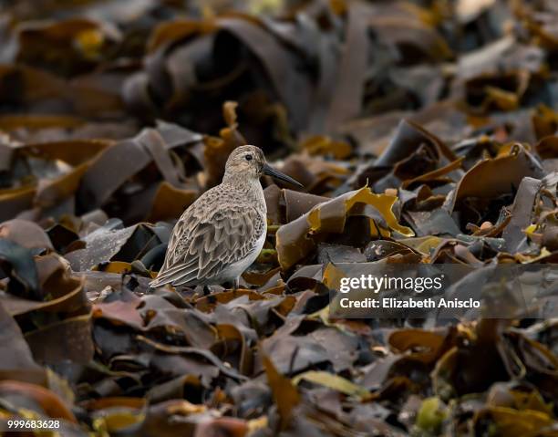 sanderling in brown seaweed - sanderling bildbanksfoton och bilder